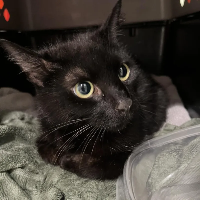 An adult medium-sized female Black Domestic Short Hair cat named Luna for adoption in Oak Park, IL