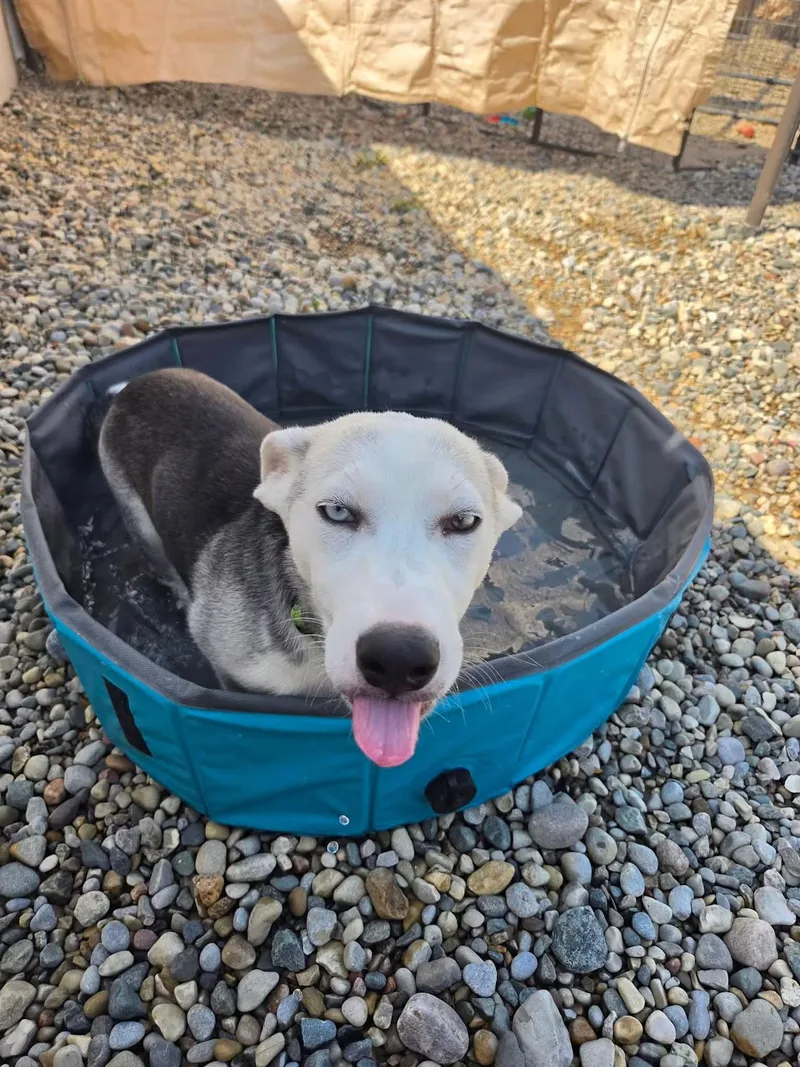 A baby medium-sized male Siberian Husky dog named Mars for adoption in Sterling Heights, MI