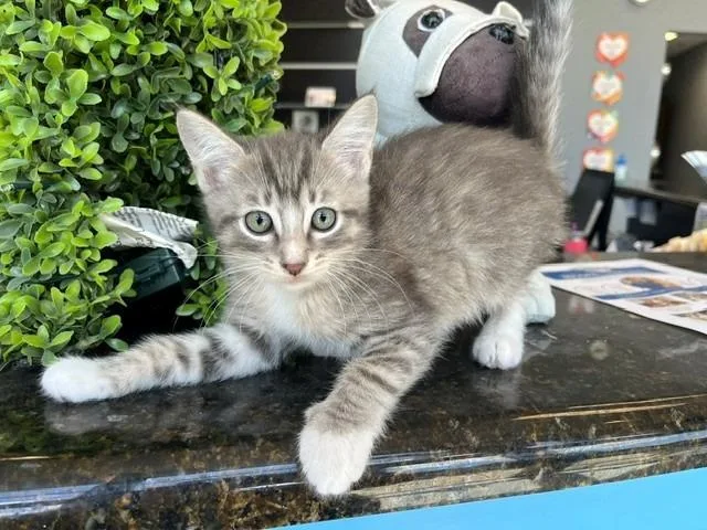 Cinder Ella