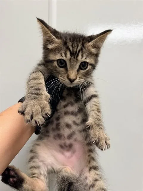 A baby small-sized male Domestic Medium Hair cat named Maki for adoption in Ontario, CA
