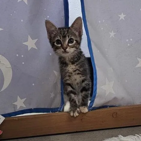 A baby small-sized female Domestic Short Hair cat named Dolly for adoption in Harlingen, TX