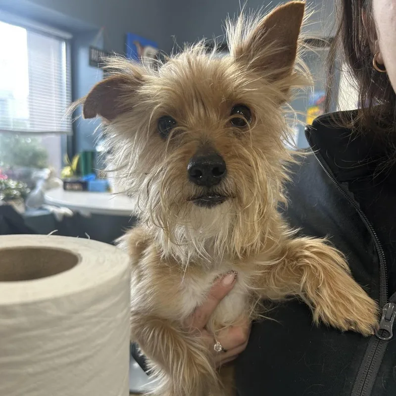 An adult small-sized male Yellow / Tan / Blond / Fawn Terrier dog named Ricky Martin for adoption in Weimar, CA