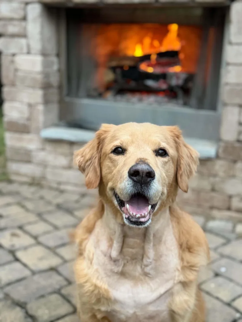 An adult large-sized male Golden Retriever dog named Kyle for adoption in Rock Hill, SC