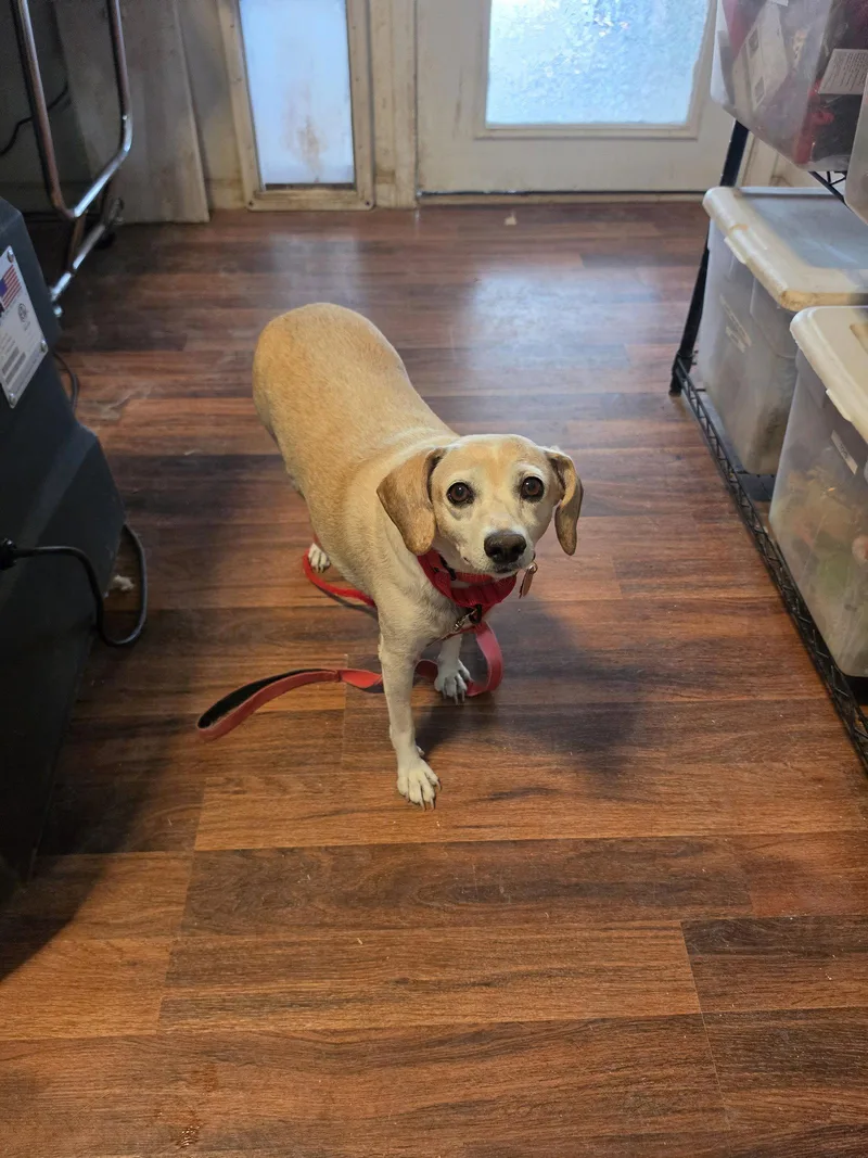 An adult medium-sized female Beagle dog named McKinley for adoption in Las Vegas, NV