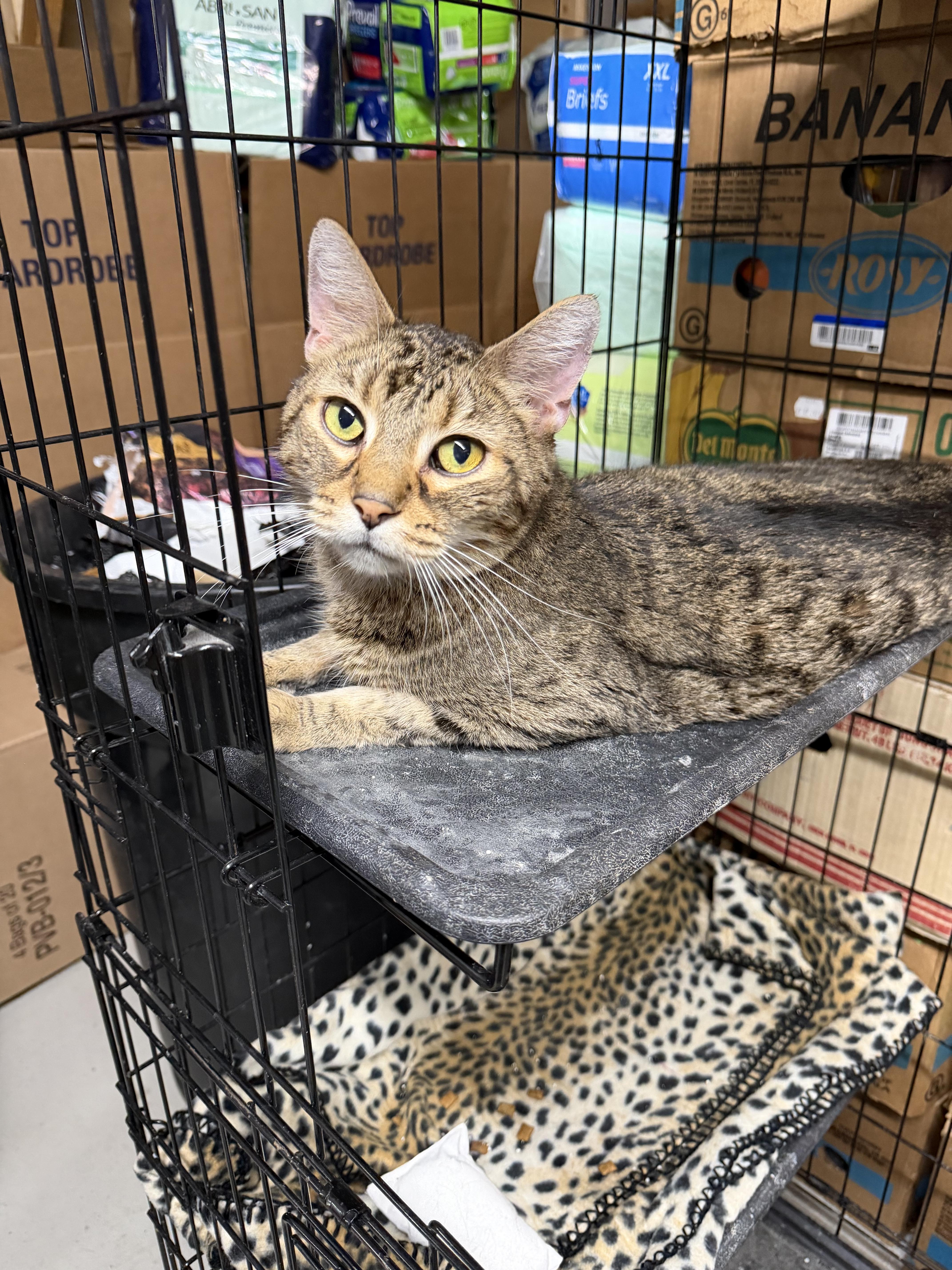 An adult large-sized male Tabby (Brown / Chocolate) Domestic Short Hair cat named Boss for adoption in Mauston, WI