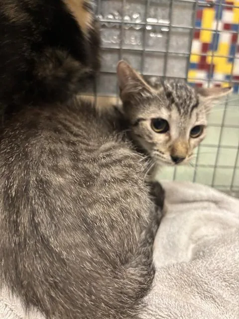 A baby medium-sized female Domestic Short Hair cat named Sophie A for adoption in Plano, TX