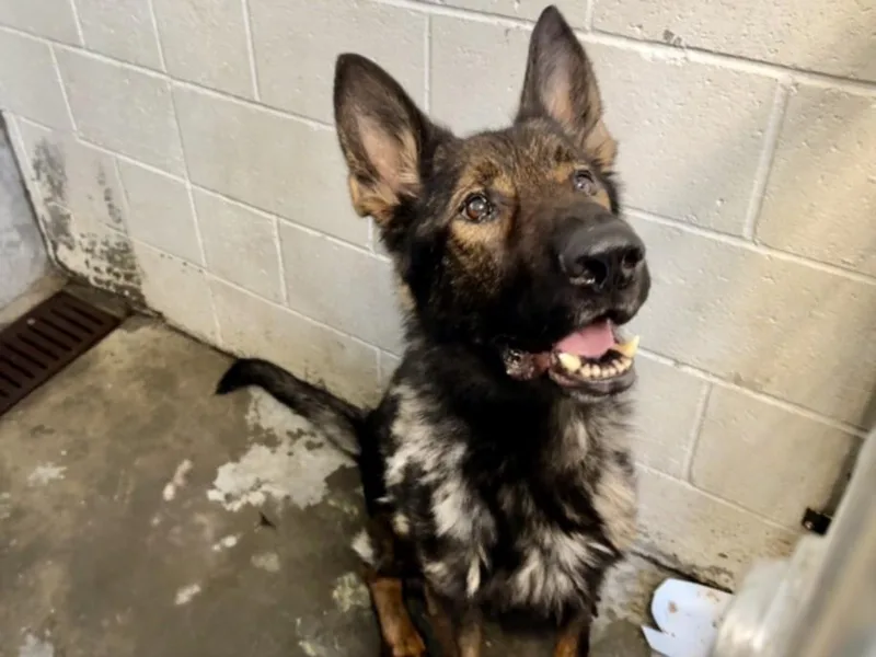 An adult large-sized male German Shepherd Dog dog named Theo for adoption in Los Angeles, CA