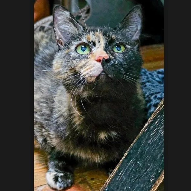 An adult medium-sized female Tortoiseshell Domestic Short Hair cat named Betty Coleman for adoption in Morrison, CO
