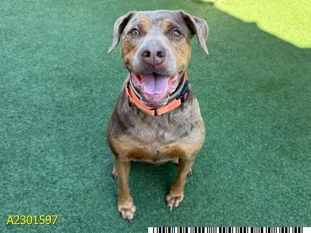 An adult extra large-sized female Mixed Breed dog named Ginger for adoption in West Palm Beach, FL