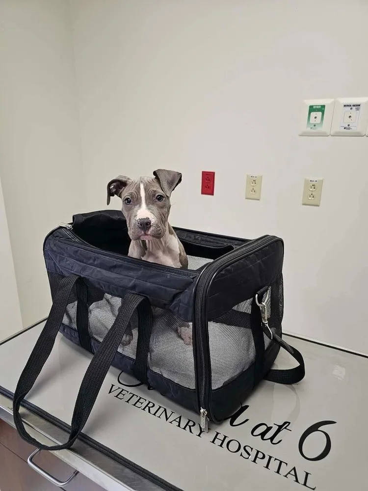 A baby medium-sized female Blue Lacy dog named Tokyo for adoption in Saugus, MA