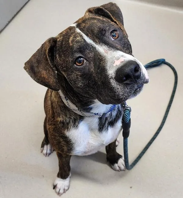 An adult large-sized male American Staffordshire Terrier dog named Bolt for adoption in El Cajon, CA
