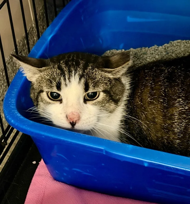 An adult large-sized male Domestic Short Hair cat named Pumpkin for adoption in Columbia, IL