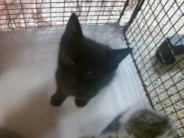 A baby small-sized male Domestic Short Hair cat named Emery for adoption in Miami, FL