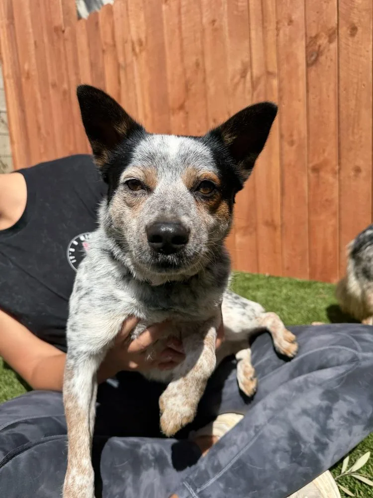 A young medium-sized female Australian Cattle Dog / Blue Heeler dog named Dolly for adoption in ventura, CA