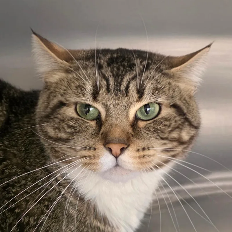An adult medium-sized male Domestic Short Hair cat named Trooper for adoption in Cumming, GA