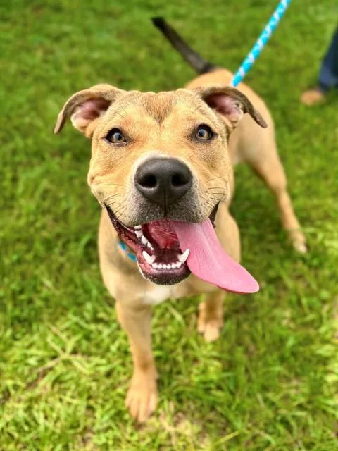 A young medium-sized female American Staffordshire Terrier dog named Little Britches for adoption in York, SC