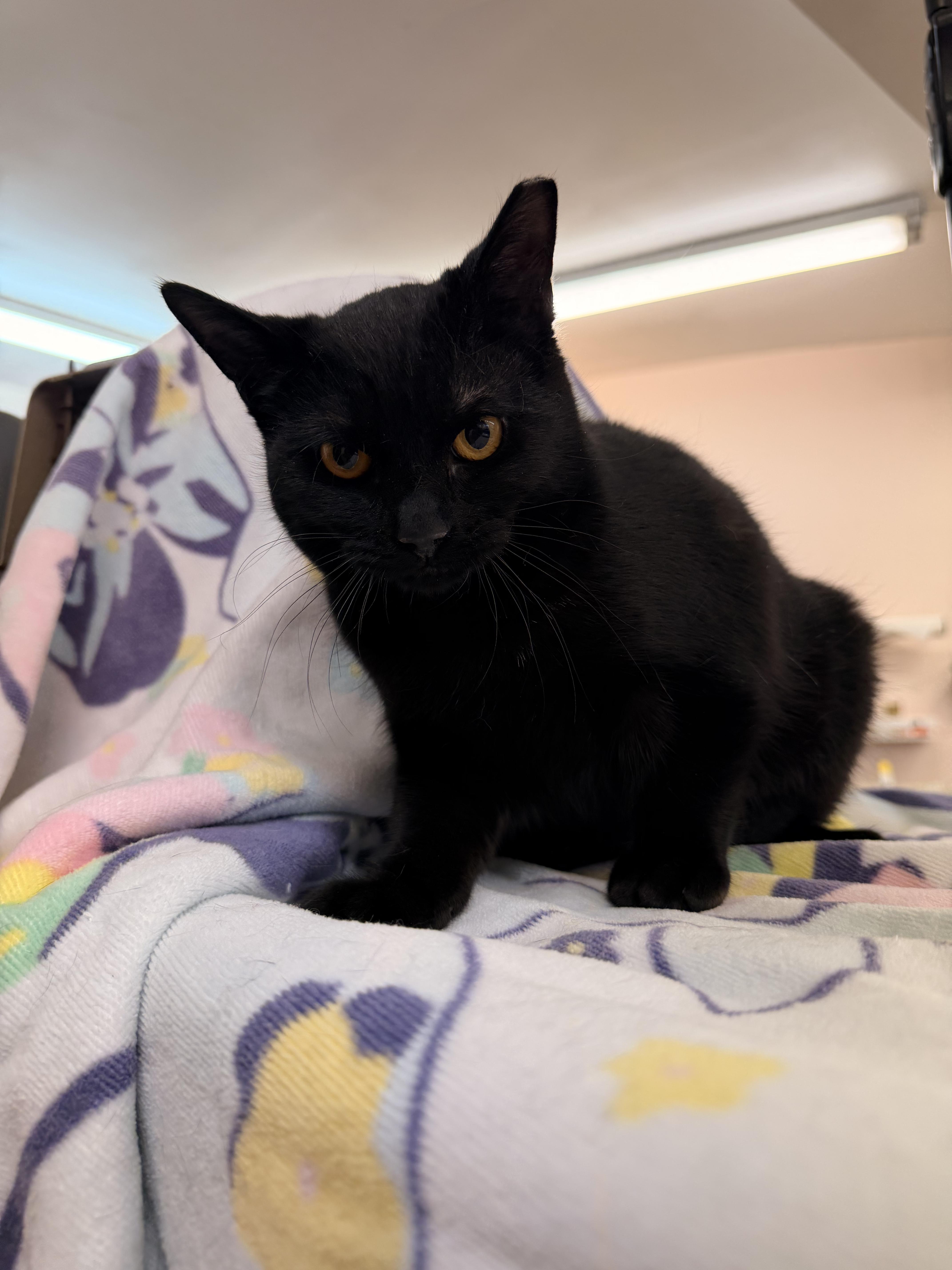A baby medium-sized female Black Domestic Short Hair cat named Tiramisu for adoption in Scranton, PA