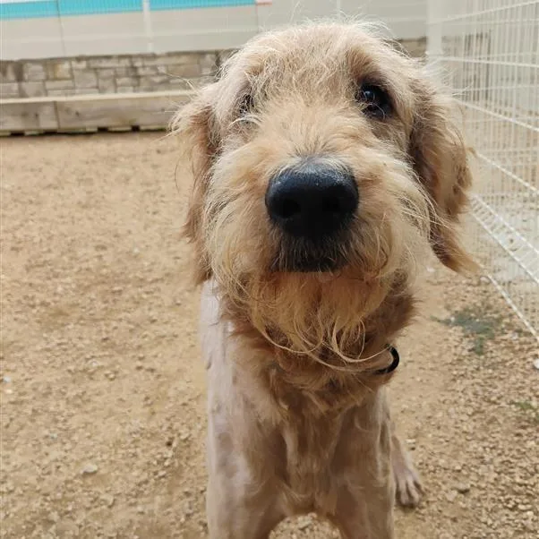An adult medium-sized male Golden Mixed Breed dog named Parker for adoption in Bentonville, AR