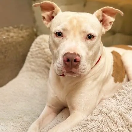 A young large-sized male Pit Bull Terrier dog named Casper for adoption in Las Vegas, NV