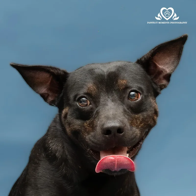 A young medium-sized male Brindle Bulldog dog named Camo for adoption in Tomball, TX