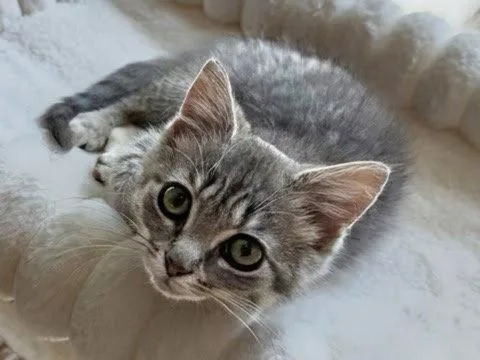 A baby medium-sized male Domestic Medium Hair cat named Duke for adoption in Reston, VA