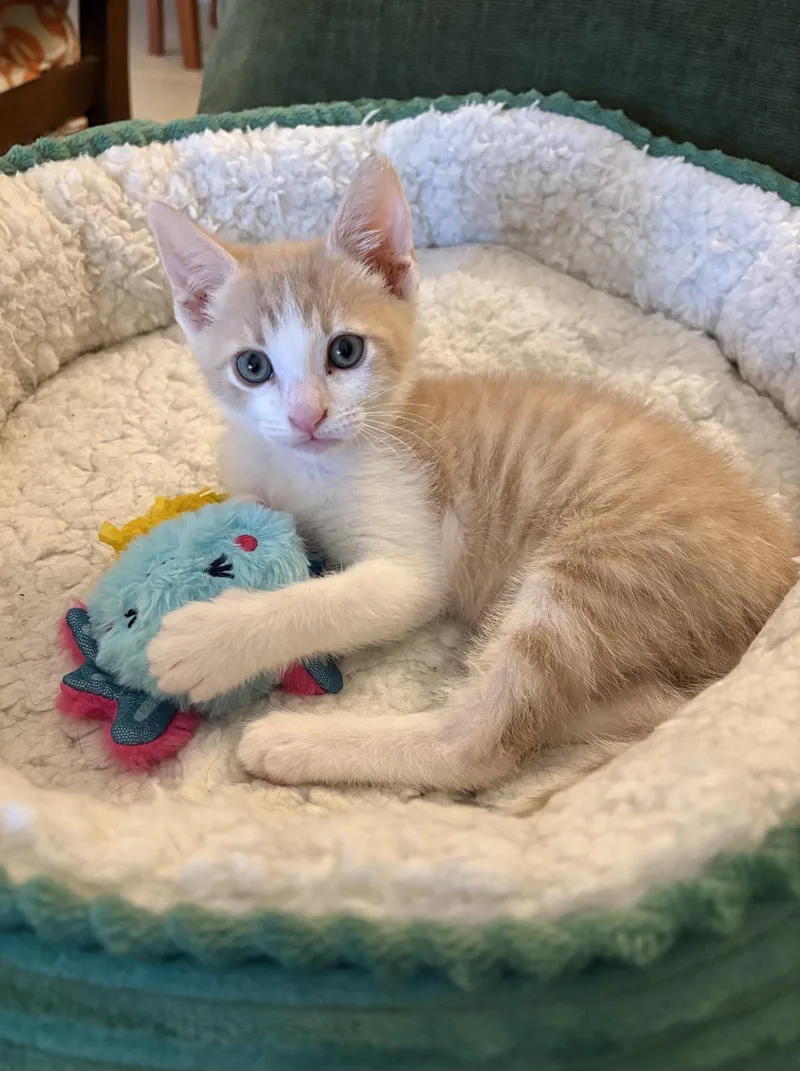 A baby medium-sized male Orange & White Domestic Short Hair cat named Gregory for adoption in West Palm Beach, FL