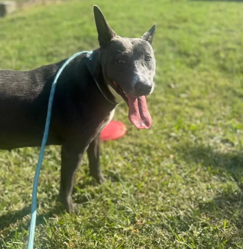 An adult medium-sized female Mixed Breed dog named Ember for adoption in Orangeburg, SC