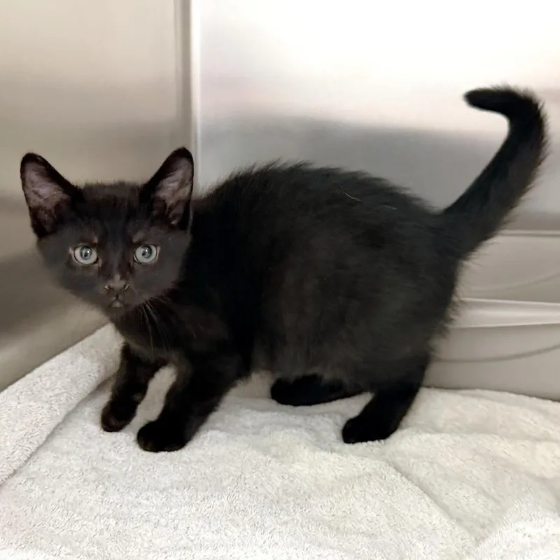 A baby small-sized male Black Domestic Short Hair cat named Cadbury for adoption in Warrensburg, MO