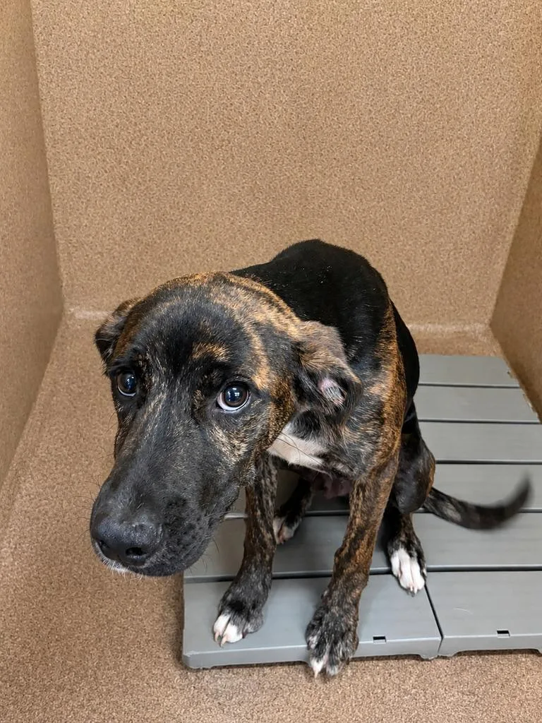 A baby medium-sized male Mixed Breed dog named Baked Bean ✅ for adoption in Florence, SC