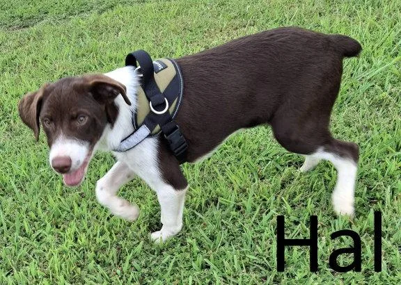 Hal thumbnail 2