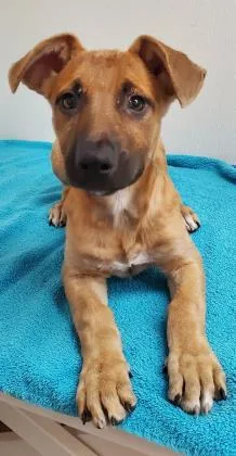 A young small-sized female Shepherd dog named Koa for adoption in Phoenix, AZ