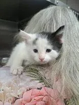 A young medium-sized female Black & White / Tuxedo Domestic Medium Hair cat named Polly Pocket for adoption in Eagle, CO