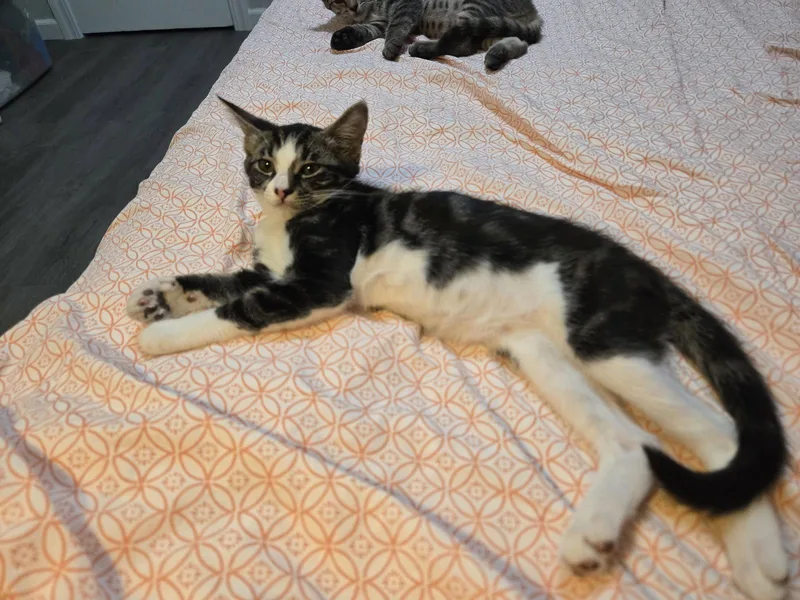 A young medium-sized female Domestic Short Hair cat named Fiona for adoption in Davis, CA