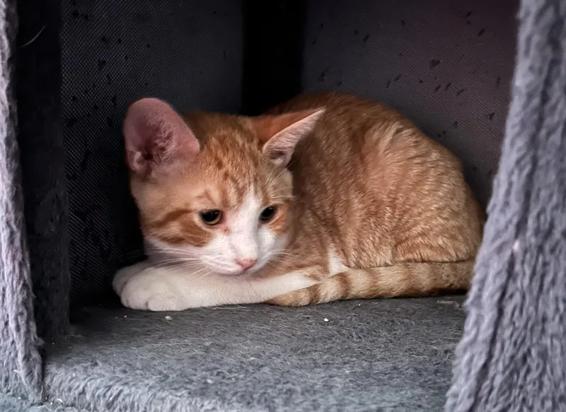 A baby medium-sized male Domestic Short Hair cat named Wallace for adoption in Mayfield, NY