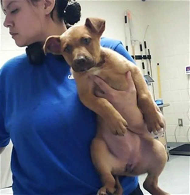 A baby small-sized female Belgian Shepherd / Malinois dog named Milan for adoption in Fayetteville, NC