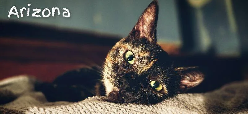 A young medium-sized female Tortoiseshell Domestic Short Hair cat named Arizona for adoption in Adrian, MI