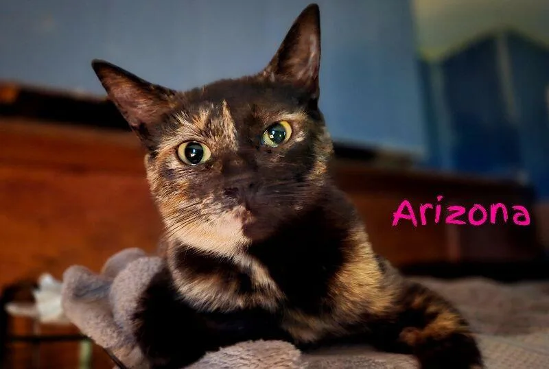 Arizona thumbnail 2