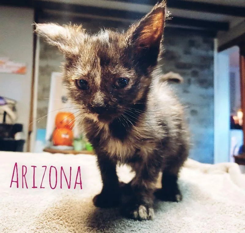Arizona thumbnail 3