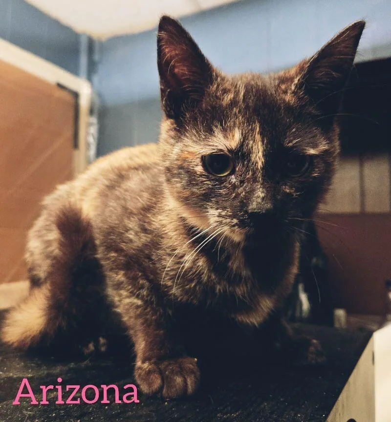 Arizona thumbnail 5