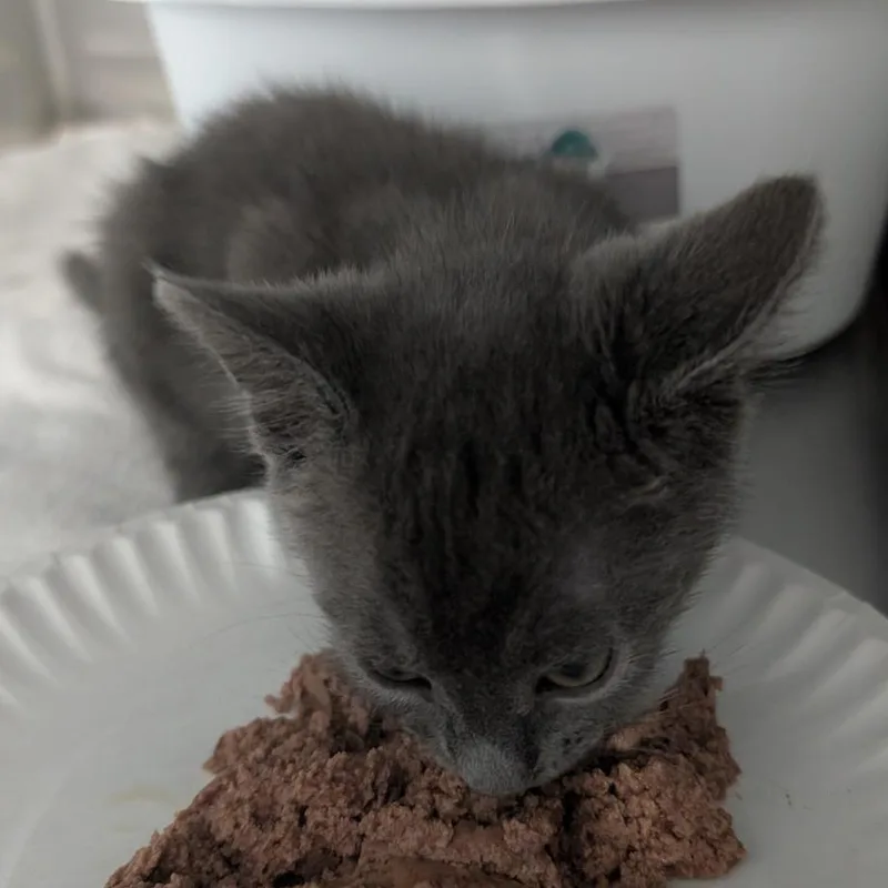 A baby medium-sized male Gray / Blue / Silver Domestic Short Hair cat named Fred for adoption in Reisterstown, MD