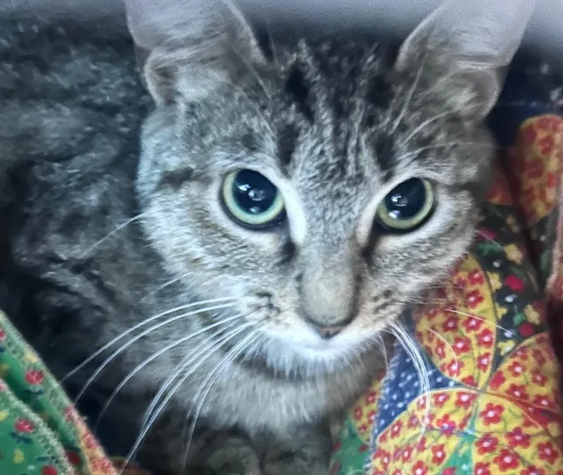 A young medium-sized female Domestic Short Hair cat named Felicia for adoption in Cumming, GA
