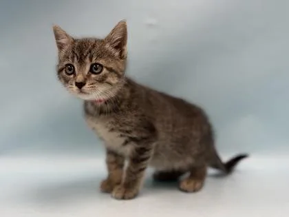 A baby small-sized female Domestic Short Hair cat named Spitfire for adoption in Coon Rapids, MN
