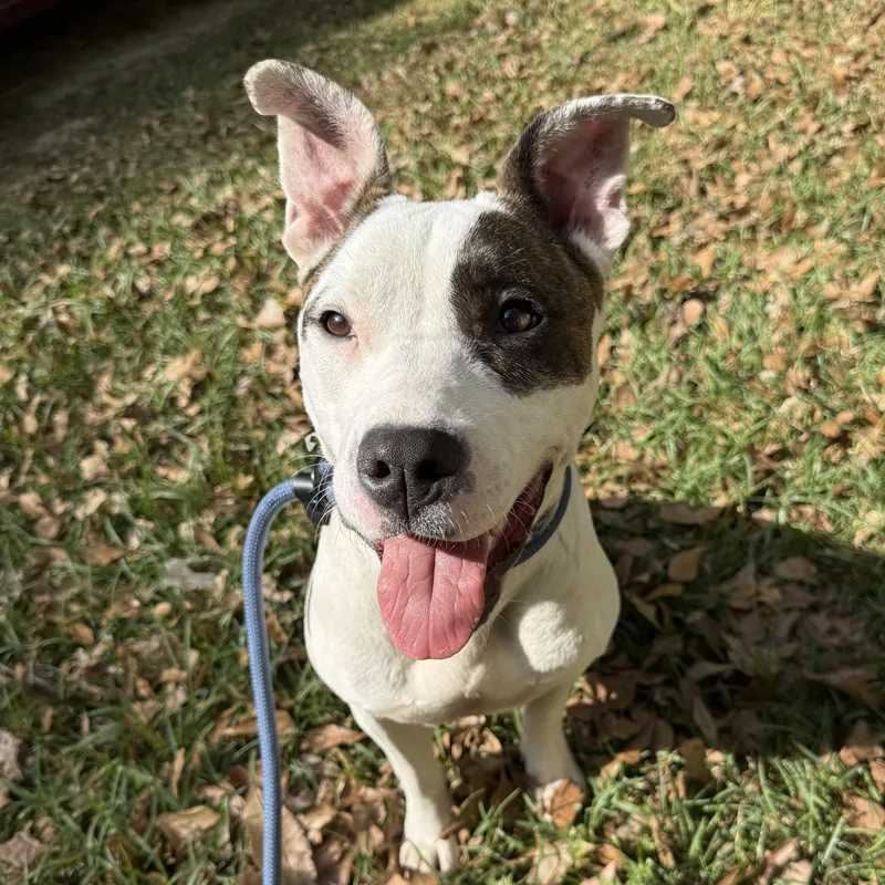 A young medium-sized female Brindle Pit Bull Terrier dog named Congaree for adoption in Columbia, SC
