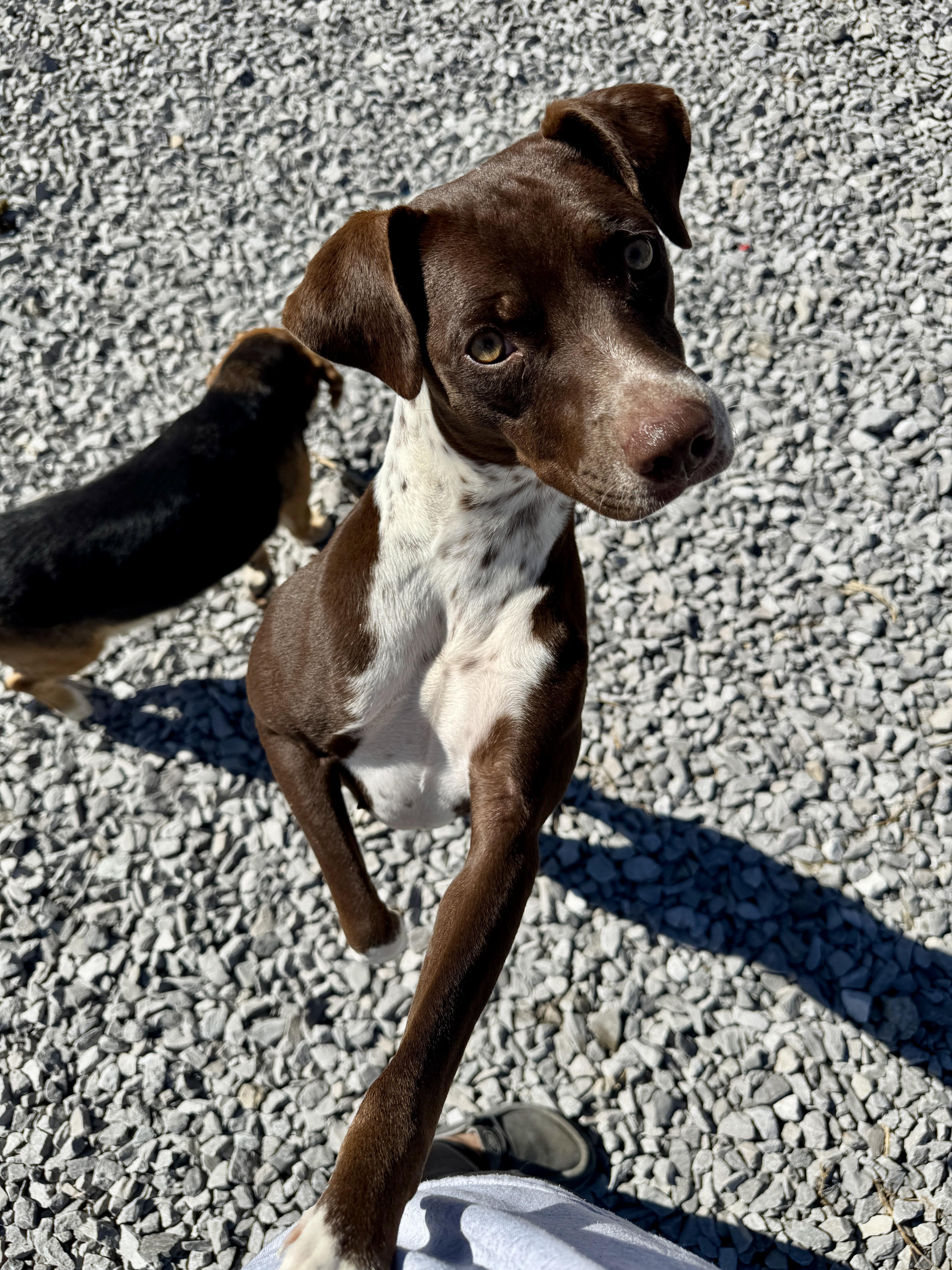 A young medium-sized female Brown / Chocolate German Shorthaired Pointer dog named Mallory for adoption in Hartford, KY