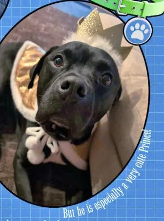 An adult large-sized male Black Pit Bull Terrier dog named Prince for adoption in Euclid, OH
