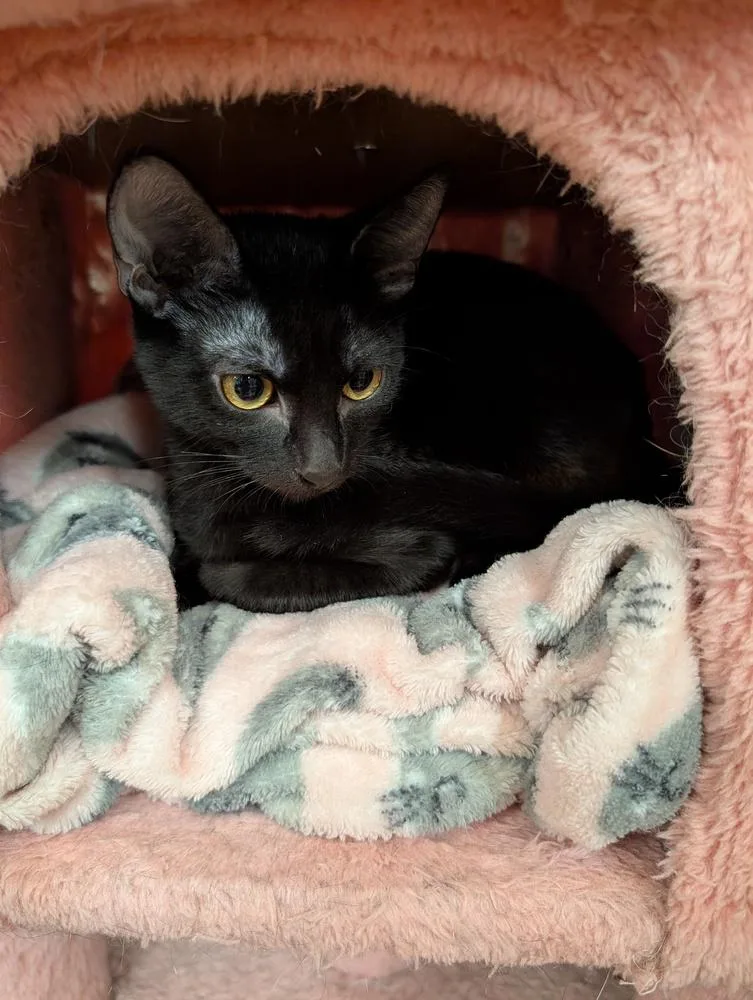 A baby small-sized male Black Domestic Short Hair cat named Felix for adoption in Tucson, AZ