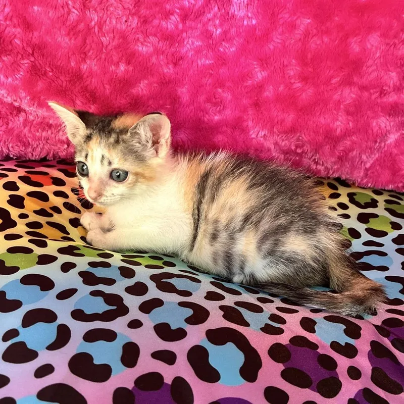 A baby small-sized female Orange / Red Domestic Short Hair cat named Ontario for adoption in Austin, TX