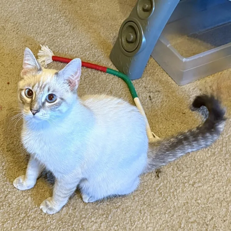 A young medium-sized male Lilac Point Siamese cat named Latte for adoption in Trophy Club, TX