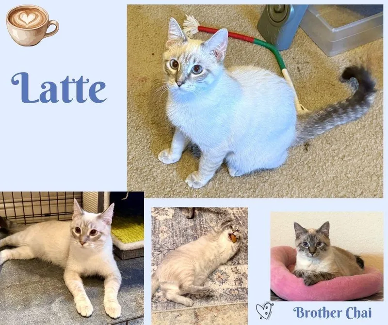 Latte thumbnail 2