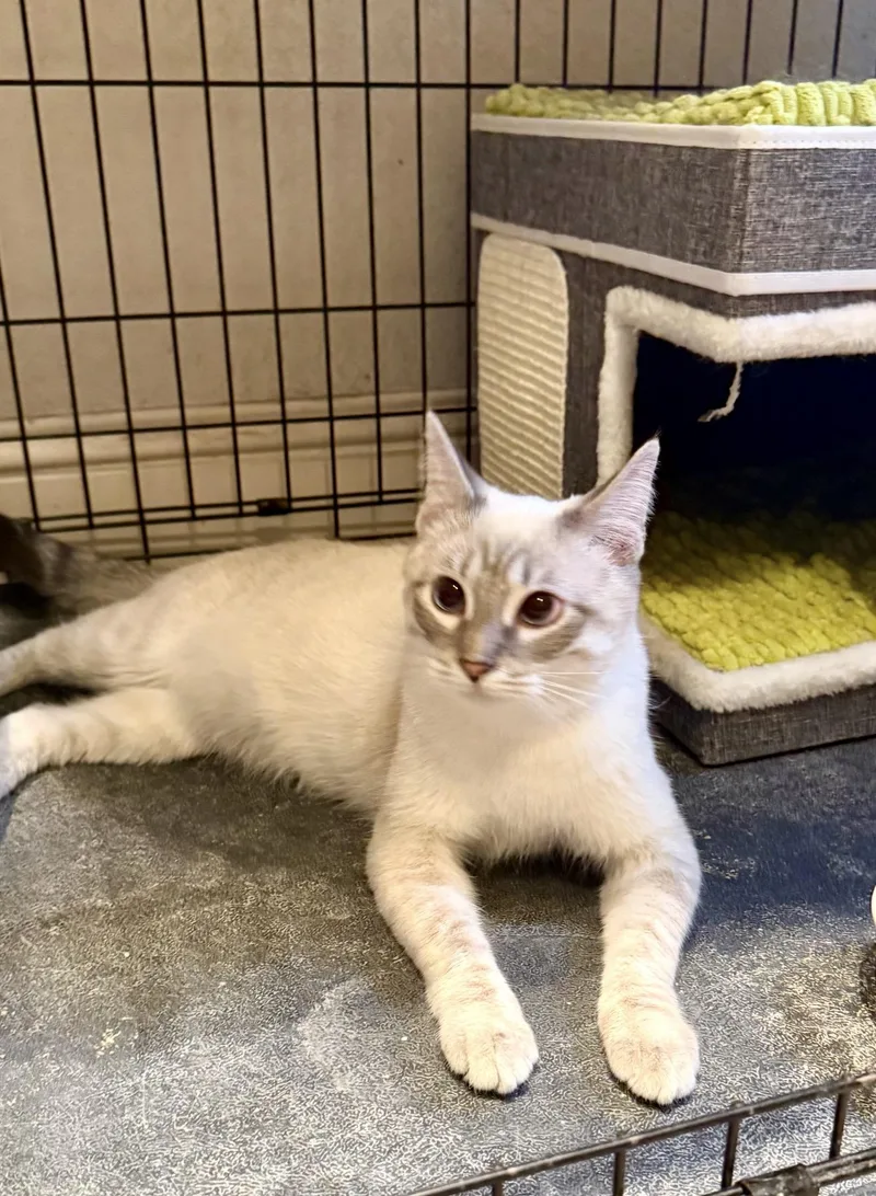 Latte thumbnail 4